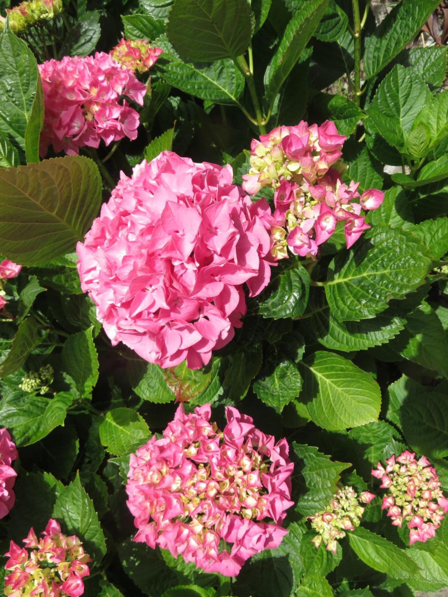 Le Jardin A Mordreuc Bed & Breakfast Pleudihen-sur-Rance Luaran gambar