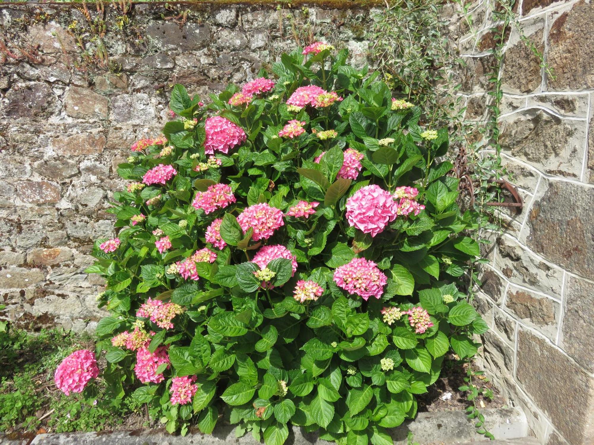 Le Jardin A Mordreuc Bed & Breakfast Pleudihen-sur-Rance Luaran gambar